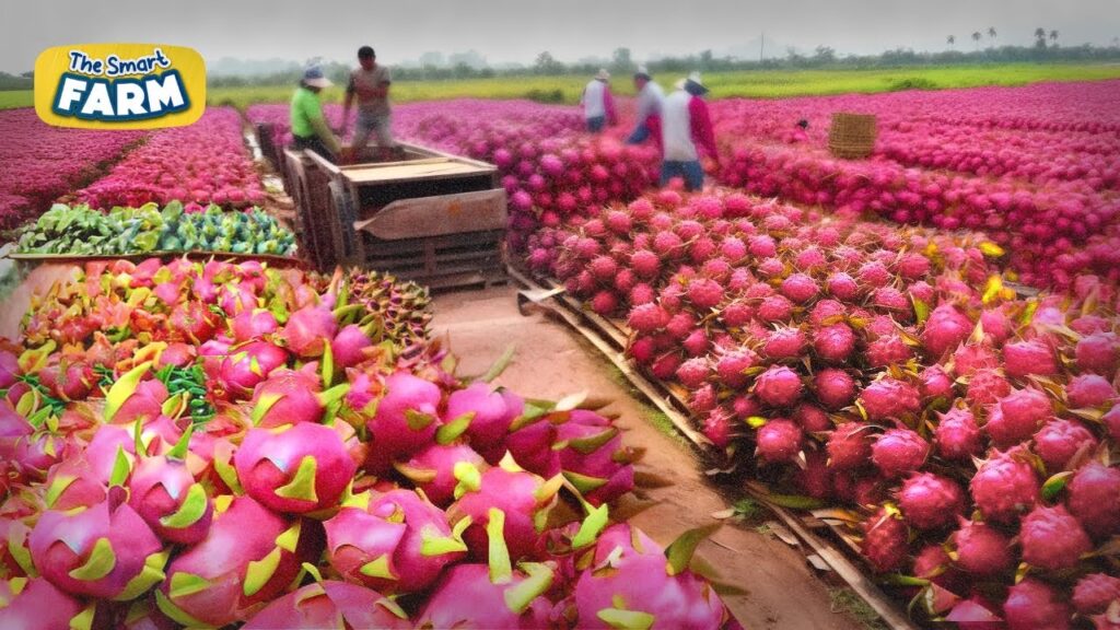 INCREDIBLE Dragon Fruit Harvesting And Production | Cultivation and Pitaya Juice Process in Factory